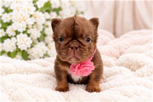 Crystal - French Bulldog for sale
