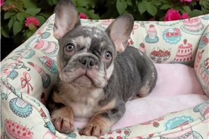 Kayla - French Bulldog for sale