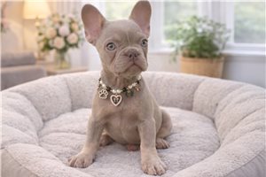Maria - French Bulldog for sale