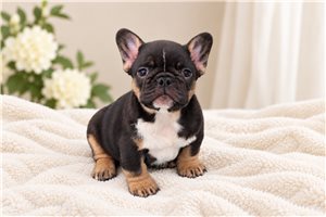 Cole - French Bulldog for sale
