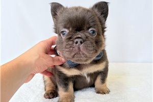 Jenkins - French Bulldog for sale