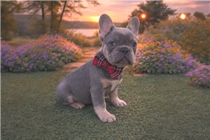 Lorenzo - French Bulldog for sale