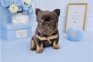 Jenkins - French Bulldog for sale