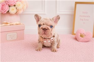 Elsie - puppy for sale