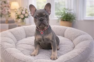 Melody - French Bulldog for sale