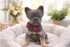 Mikey - French Bulldog for sale
