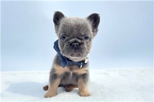 Mikey - French Bulldog for sale