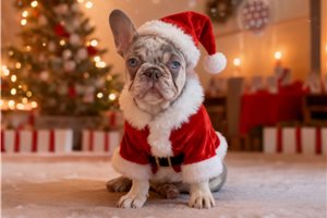Tomas - French Bulldog for sale
