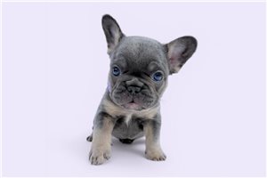 Leah - puppy for sale