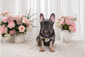 Lucy - French Bulldog for sale