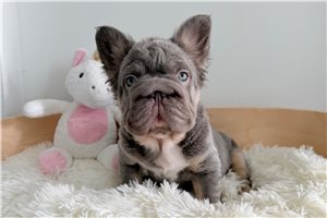 Chica - French Bulldog for sale