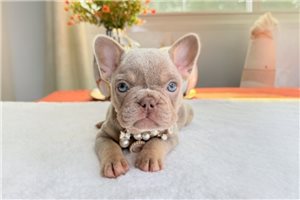 Maria - French Bulldog for sale