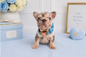Ray - French Bulldog for sale