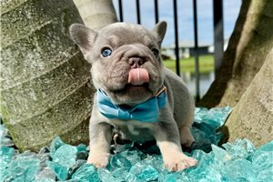 Luther - puppy for sale