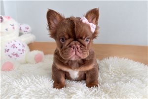 Crystal - French Bulldog for sale
