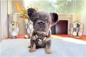 Madison - French Bulldog for sale