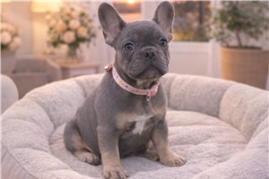 Lucy - French Bulldog for sale