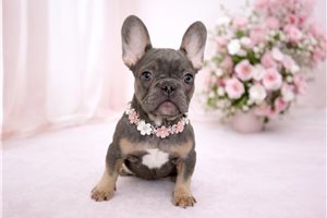 Lucy - French Bulldog for sale