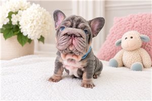 Colt - French Bulldog for sale
