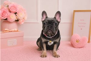 Lucy - French Bulldog for sale