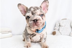 Ray - French Bulldog for sale
