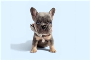 Lorenzo - puppy for sale