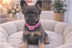 Maisey - French Bulldog for sale