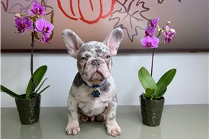 Benson - French Bulldog for sale