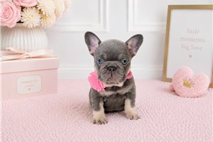 Nadine - puppy for sale