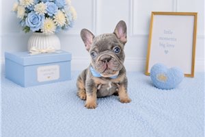 Julie - French Bulldog for sale