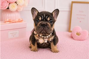 Brownie - French Bulldog for sale