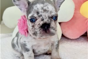 Martha - puppy for sale