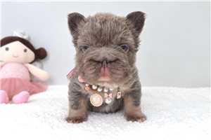 Chica - French Bulldog for sale