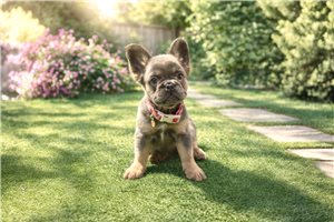 Madison - French Bulldog for sale