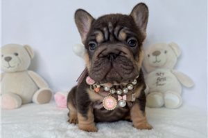 Brownie - French Bulldog for sale