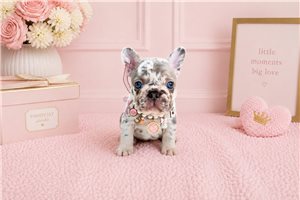 Mazie - puppy for sale