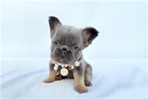 Maisey - French Bulldog for sale