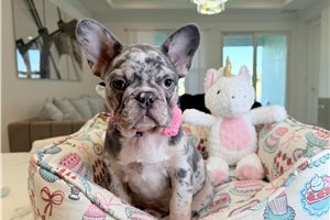 Tiara - French Bulldog for sale
