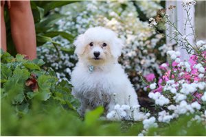 Calvin - Bichon Frise for sale