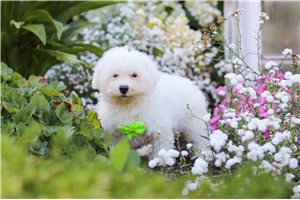 Carlito - Bichon Frise for sale