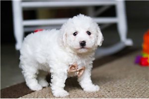 Hermes - Bichon Frise for sale