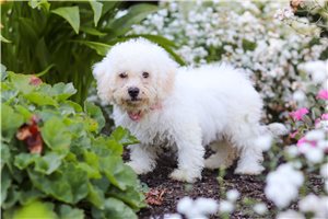 Caiden - Bichon Frise for sale