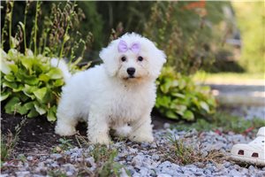 Cadette - Bichon Frise for sale