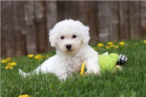 Kiki - puppy for sale