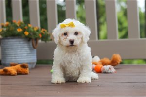 Cadette - puppy for sale