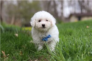 Koda - Bichon Frise for sale