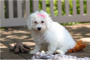 Kiki - puppy for sale