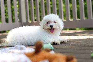 Kaia - Bichon Frise for sale
