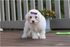 Cadey - puppy for sale