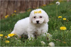 Kinsley - Bichon Frise for sale